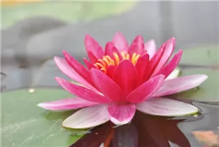 Nymphaea 'Burgundy Princess' - Garten-Seerose 'Burgundy Princess' Nymphaea 'Burgundy Princess' - Garten-Seerose 'Burgundy Princess'