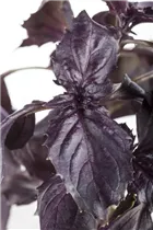 Ocimum basilicum 'Rosso' - Purpur-Basilikum Ocimum basilicum 'Rosso' - Purpur-Basilikum