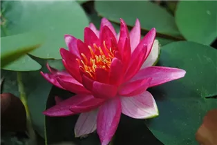 Nymphaea 'Froebeli' - Garten-Seerose 'Froebeli'