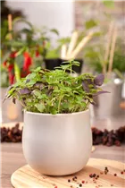 Ocimum basilicum 'Twin' - Twin-Basilikum