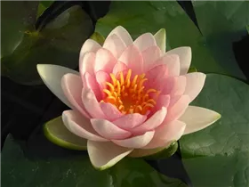 Nymphaea 'Gonnère' - Garten-Seerose 'Gonnère'