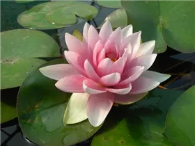 Nymphaea 'Gonnère' - Garten-Seerose 'Gonnère'
