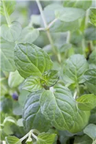 Ocimum basilicum var. citriodorum - Zitronenbasilikum