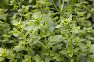 Ocimum basilicum var. minimum - Buschbasilikum Ocimum basilicum var. minimum - Buschbasilikum