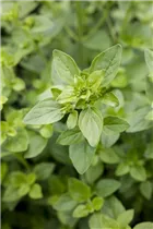 Ocimum basilicum var. minimum 'Grüner Zwerg' - Basilikum 'Grüner Zwerg' Ocimum basilicum var. minimum 'Grüner Zwerg' - Basilikum 'Grüner Zwerg'
