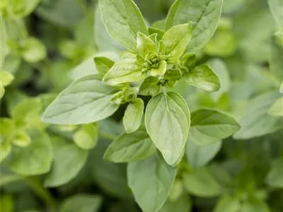 Ocimum basilicum var. minimum 'Grüner Zwerg' - Basilikum 'Grüner Zwerg' Ocimum basilicum var. minimum 'Grüner Zwerg' - Basilikum 'Grüner Zwerg'