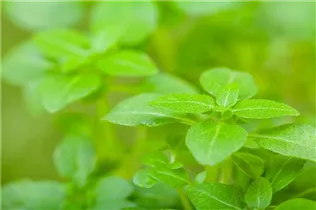 Ocimum basilicum var. minimum - Buschbasilikum Ocimum basilicum var. minimum - Buschbasilikum