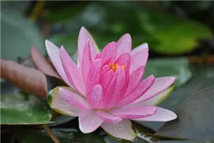 Nymphaea 'Laydekeri Lilacea' - Garten-Seerose 'Laydekeri Lilacea'