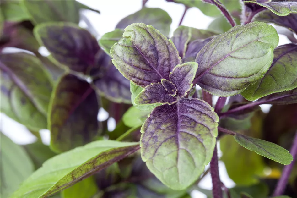 Strauchbasilikum, Ocimum kilimandscharicum