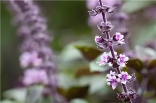 Ocimum kilimandscharicum 'African Blue' - Strauchbasilikum 'African Blue' Ocimum kilimandscharicum 'African Blue' - Strauchbasilikum 'African Blue'