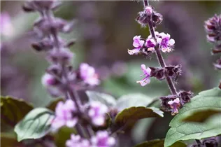 Ocimum kilimandscharicum 'African Blue' - Strauchbasilikum 'African Blue' Ocimum kilimandscharicum 'African Blue' - Strauchbasilikum 'African Blue'