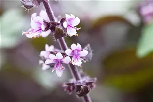 Ocimum kilimandscharicum 'African Blue' - Strauchbasilikum 'African Blue' Ocimum kilimandscharicum 'African Blue' - Strauchbasilikum 'African Blue'