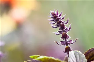Ocimum kilimandscharicum 'African Blue' - Strauchbasilikum 'African Blue' Ocimum kilimandscharicum 'African Blue' - Strauchbasilikum 'African Blue'