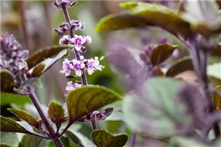 Ocimum kilimandscharicum 'African Blue' - Strauchbasilikum 'African Blue' Ocimum kilimandscharicum 'African Blue' - Strauchbasilikum 'African Blue'