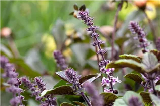 Ocimum kilimandscharicum 'African Blue' - Strauchbasilikum 'African Blue' Ocimum kilimandscharicum 'African Blue' - Strauchbasilikum 'African Blue'