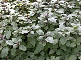 Ocimum kilimandscharicum 'African Blue' - Strauchbasilikum 'African Blue' Ocimum kilimandscharicum 'African Blue' - Strauchbasilikum 'African Blue'