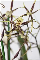 Odontoglossum - Odontoglossum