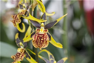 Odontoglossum - Odontoglossum