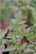 Oenanthe fistulosa - Röhringe Wasserfenchel Oenanthe fistulosa - Röhringe Wasserfenchel