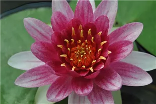 Nymphaea 'René Gerard' - Garten-Seerose 'René Gerard'