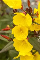 Oenothera 'African Sun'® - Garten-Nachtkerze 'African Sun'®
