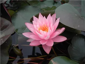 Nymphaea 'Rosennymphe' - Garten-Seerose 'Rosennymphe'