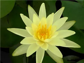 Nymphaea 'Sulphurea' - Garten-Seerose 'Sulphurea' Nymphaea 'Sulphurea' - Garten-Seerose 'Sulphurea'