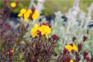 Oenothera fruticosa 'Fyrverkeri' - Stauden-Nachtkerze 'Fyrverkeri' Oenothera fruticosa 'Fyrverkeri' - Stauden-Nachtkerze 'Fyrverkeri'