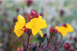 Oenothera fruticosa 'Fyrverkeri' - Stauden-Nachtkerze 'Fyrverkeri' Oenothera fruticosa 'Fyrverkeri' - Stauden-Nachtkerze 'Fyrverkeri'