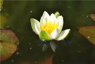 Nymphaea tetragona 'Pygmaea Alba' - Zwerg-Seerose 'Pygmaea Alba'