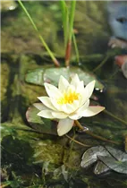 Nymphaea tetragona 'Pygmaea Helvola' - Zwerg-Seerose 'Pygmaea Helvola'