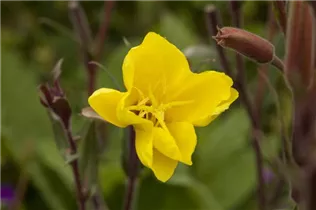 Oenothera odorata - Duftende Nachtkerze Oenothera odorata - Duftende Nachtkerze