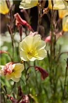 Oenothera odorata - Duftende Nachtkerze Oenothera odorata - Duftende Nachtkerze