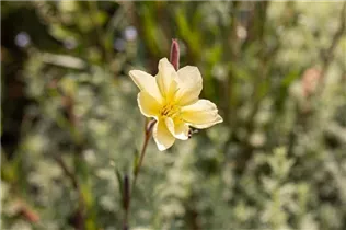 Oenothera odorata - Duftende Nachtkerze Oenothera odorata - Duftende Nachtkerze