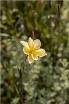 Oenothera odorata - Duftende Nachtkerze Oenothera odorata - Duftende Nachtkerze