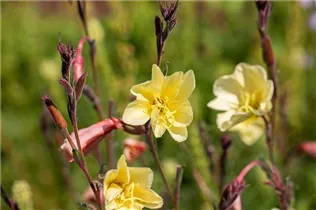 Oenothera odorata - Duftende Nachtkerze Oenothera odorata - Duftende Nachtkerze