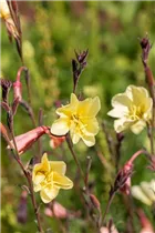 Oenothera odorata - Duftende Nachtkerze Oenothera odorata - Duftende Nachtkerze