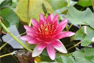 Nymphaea tetragona 'Pygmaea Rubra' - Zwerg-Seerose 'Pygmaea Rubra' Nymphaea tetragona 'Pygmaea Rubra' - Zwerg-Seerose 'Pygmaea Rubra'