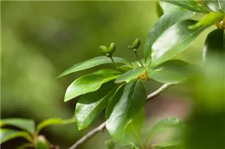 Nyssa sylvatica - Wald-Tupelobaum