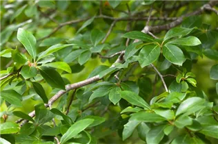 Nyssa sylvatica - Wald-Tupelobaum