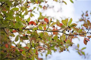 Nyssa sylvatica - Wald-Tupelobaum