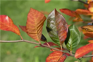 Nyssa sylvatica - Wald-Tupelobaum