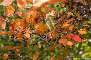 Nyssa sylvatica - Wald-Tupelobaum