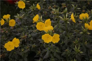 Oenothera tetragona 'Hohes Licht' - Garten-Nachtkerze 'Hohes Licht'