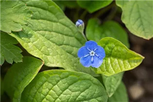 Omphalodes verna - Frühlings-Gedenkemein