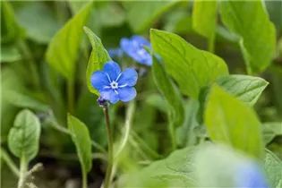 Omphalodes verna - Frühlings-Gedenkemein