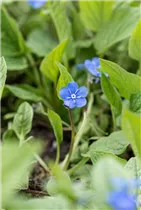 Omphalodes verna - Frühlings-Gedenkemein