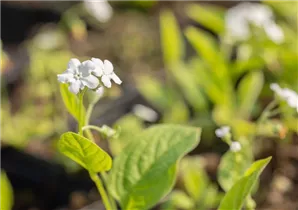 Omphalodes verna 'Alba' - Garten-Frühlings-Gedenkemein 'Alba'
