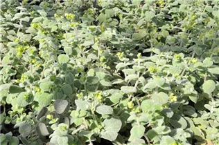 Origanum dictamnus - Kreta-Dost Origanum dictamnus - Kreta-Dost