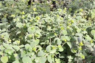 Origanum dictamnus - Kreta-Dost Origanum dictamnus - Kreta-Dost